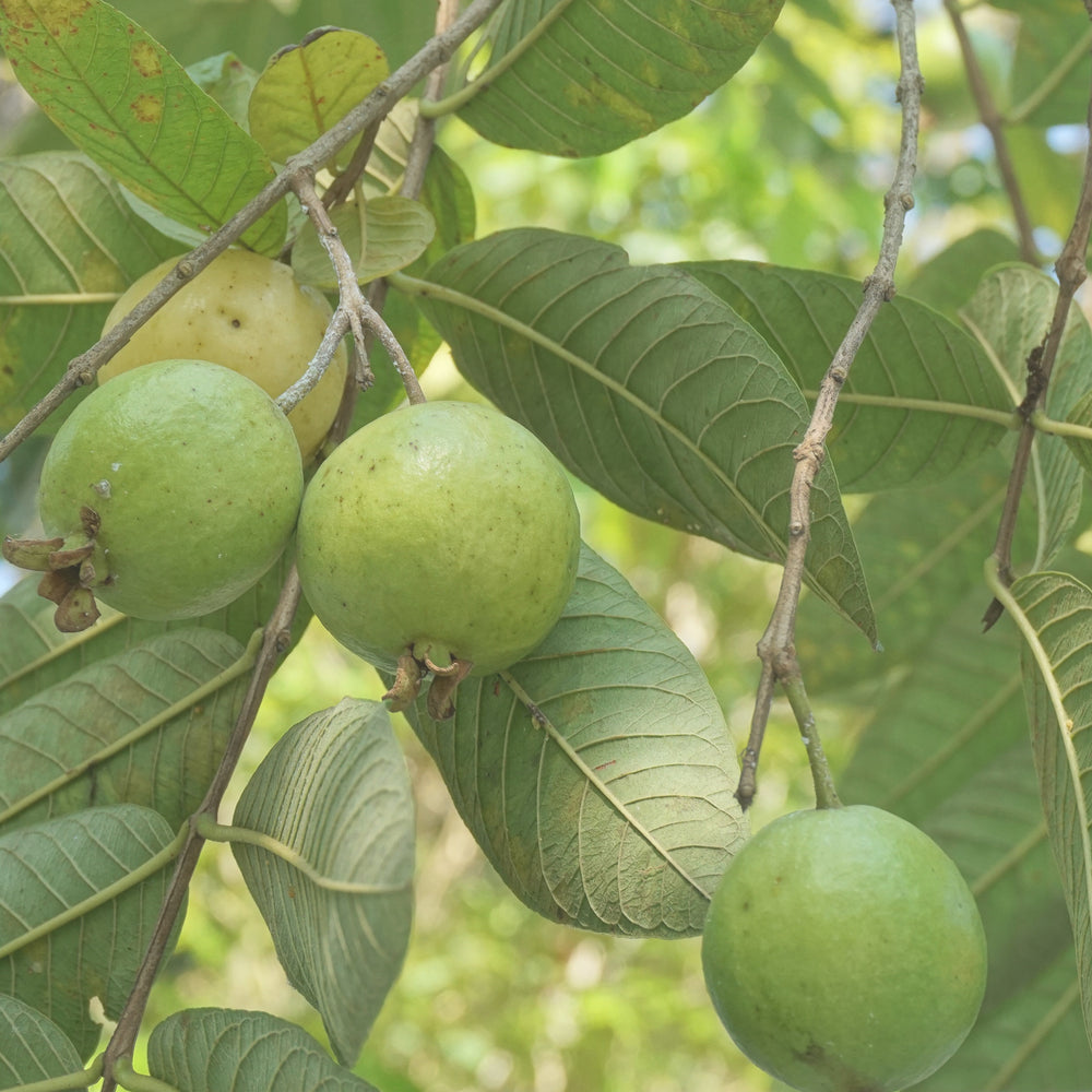 MakaMaka Snacks